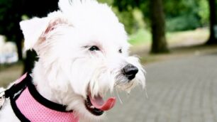 Un cagnolino tutto di rosa vestito