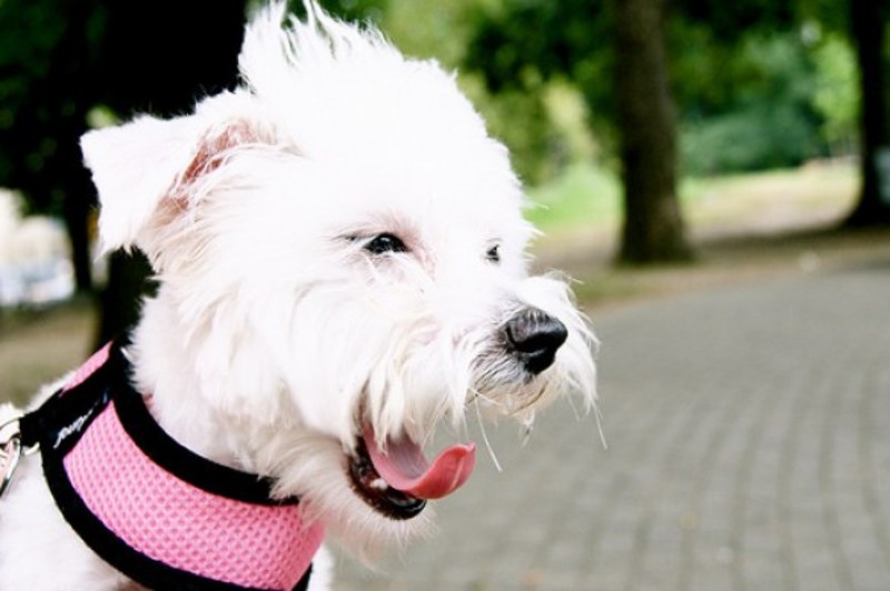 Un cagnolino tutto di rosa vestito