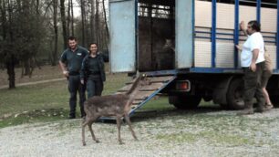 I daini portati a Lentate sul Seveso