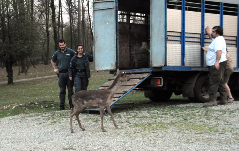 I daini portati a Lentate sul Seveso