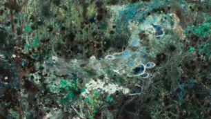 Luciferase Dacia Manto