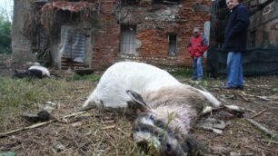 Un branco di cani fa una strageSgozzati un meticcio e delle capre