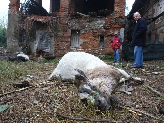 Un branco di cani fa una strageSgozzati un meticcio e delle capre