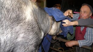 Lentate, mucca fugge da una stallaFermati 2 Eurostar, evacuata ditta