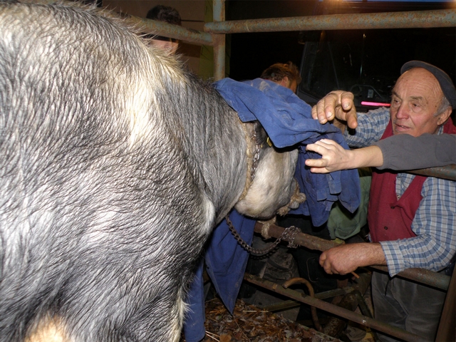 Lentate, mucca fugge da una stallaFermati 2 Eurostar, evacuata ditta
