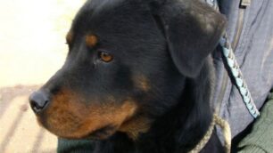 Aggredita da un rottweiler nel cortileGrave bambina di cinque anni