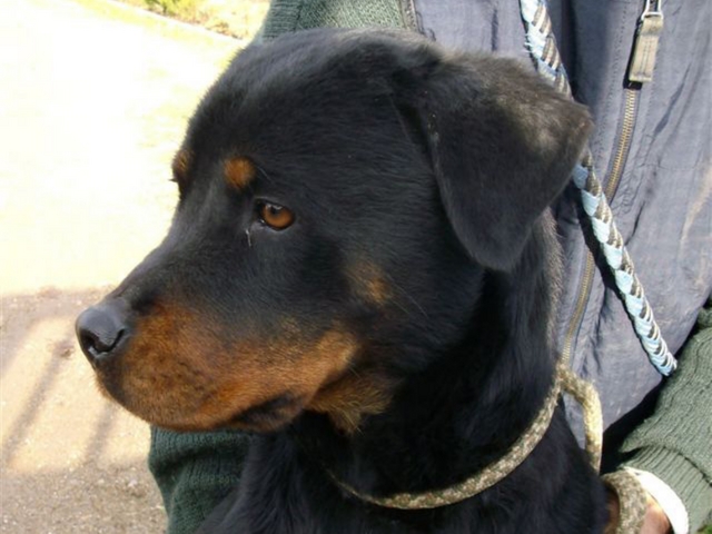 Aggredita da un rottweiler nel cortileGrave bambina di cinque anni