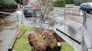 Lentate, troppa pioggia:la fogna risucchia una pianta