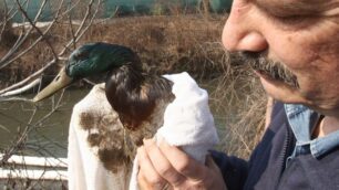 Lambro, l’onda nera verso il mareLegambiente: «Incredibili ritardi»
