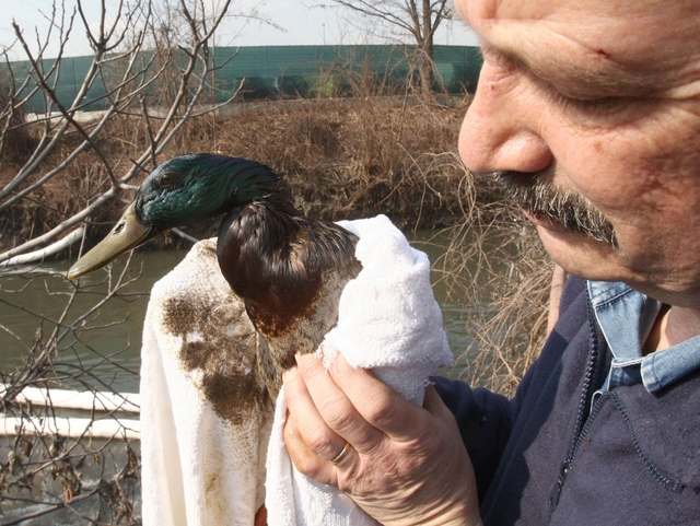 Lambro, l’onda nera verso il mareLegambiente: «Incredibili ritardi»
