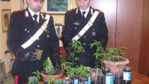 Varedo, una serra in salottoper coltivare la marijuana