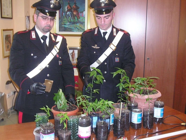 Varedo, una serra in salottoper coltivare la marijuana