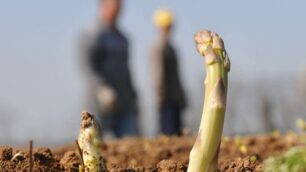 Mezzago: mezzo secolo di sagra L’asparago rosa compie dieci anni