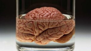 Cervello «antico»per scegliere bene