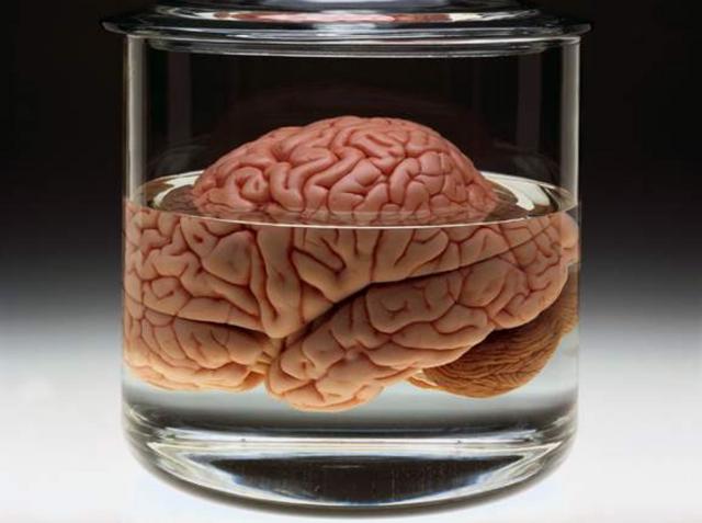 Cervello «antico»per scegliere bene