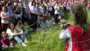 Cesano, festa di Liberazioneanche per l’airone cinerino