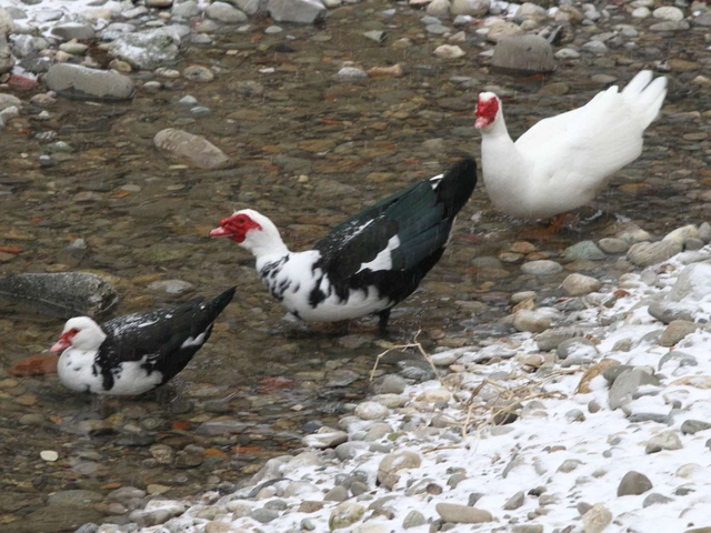 Vimercate, ordinanza anti-uccelliTrovata l’intesa con gli animalisti