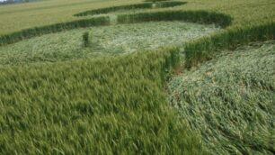 Tredici cerchi nel grano a BasianoFolla per vedere  le tracce di alieni