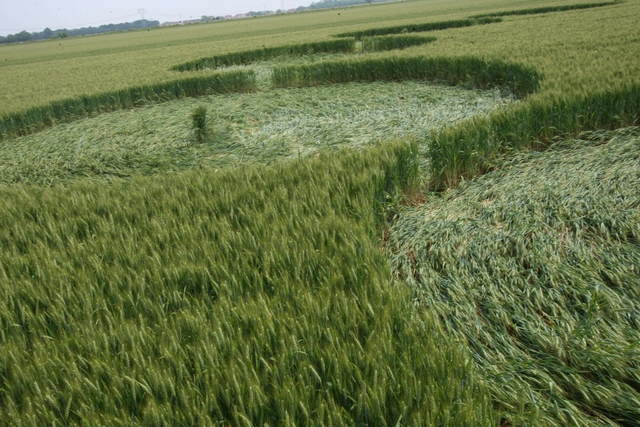 Tredici cerchi nel grano a BasianoFolla per vedere  le tracce di alieni