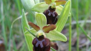 Orchidee in fioresulle Orobie