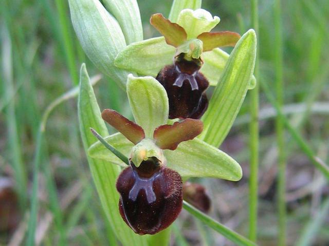 Orchidee in fioresulle Orobie