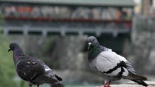 Desio, piccioni seviziati nel parcoL’Enpa: rischio carcere e sanzioni