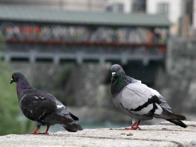 Desio, piccioni seviziati nel parcoL’Enpa: rischio carcere e sanzioni