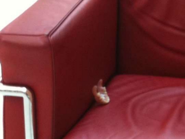 Trovata una dentiera in bibliotecaCaccia allo sdentato di Paderno