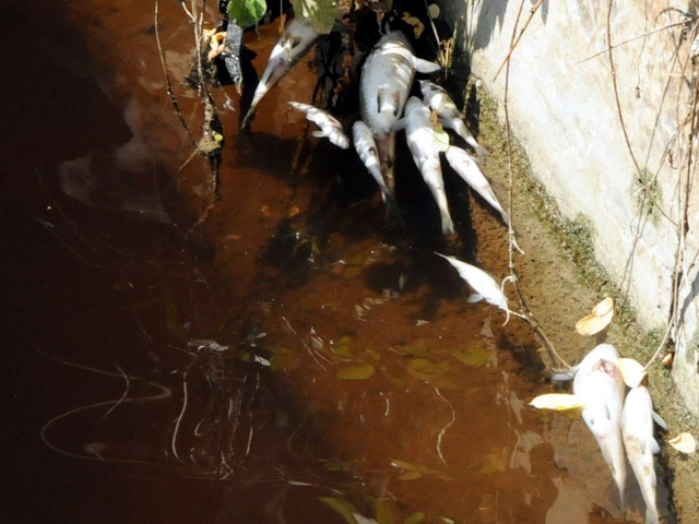 Lentate, moria di pesci nel SevesoLa causa, uno scarico inquinante