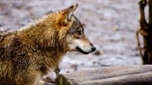 Lupi e orsi tornano nelle Orobie