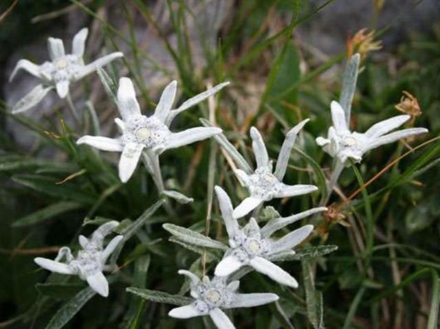 Quattro serate sulle OrobieTutti i segreti di flora e fauna