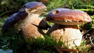 A caccia di funghi in BergamascaMa la commestibilità va verificata