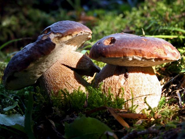 A caccia di funghi in BergamascaMa la commestibilità va verificata