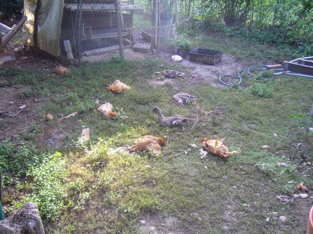 Una mattanza di polli e conigliStrage in un pollaio a Lentate