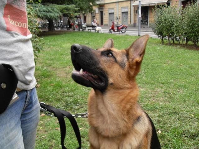 Esposizione canina nazionaleIn 500 a Suisio domenica 26