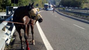 Cavalli scappano in Valassina:due abbattuti in superstrada