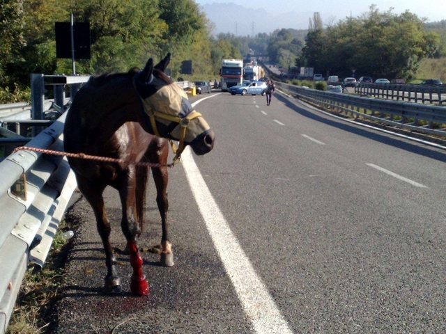 Cavalli scappano in Valassina:due abbattuti in superstrada