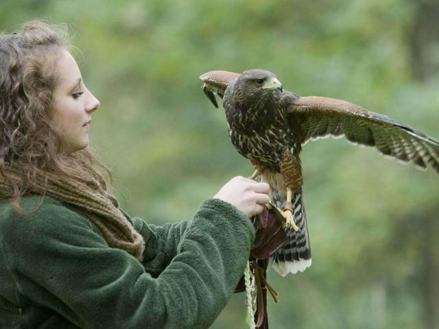 Corso di falconeriaad Almenno S. B.