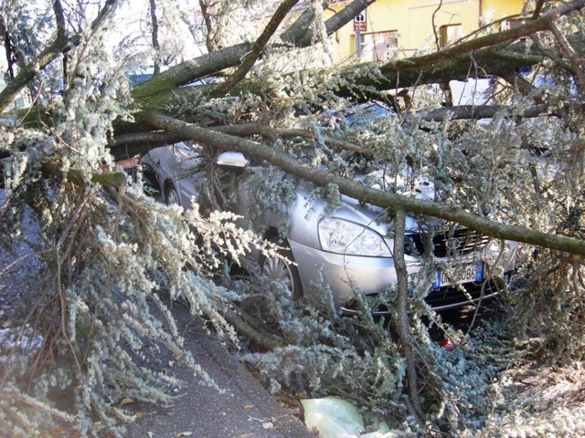 Cesano, albero precipita su autoVola il cantiere della casa di riposo