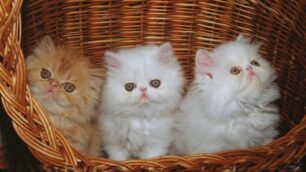 Limbiate, i gatti più belliin mostra per due giorni