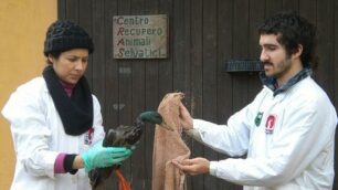 Lambro, le anatre tornano a volareWwf: «Niente fondi per la bonifica»