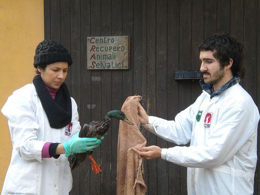 Lambro, le anatre tornano a volareWwf: «Niente fondi per la bonifica»