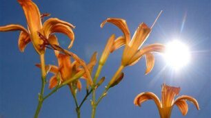 Assaggio di primavera in BrianzaVerso una domenica con 15 gradi