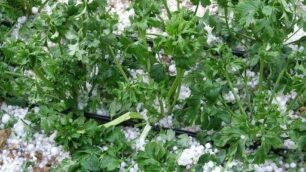 Weekend del 1° Maggio instabilePiogge sparse, migliora domenica