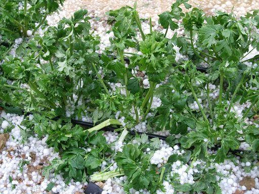 Weekend del 1° Maggio instabilePiogge sparse, migliora domenica