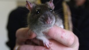 Recupero animali da laboratorioA Monza il primo centro italiano