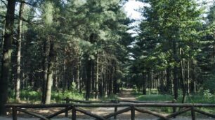 A Lentate Comune senza soldiMesso all’asta un grande bosco