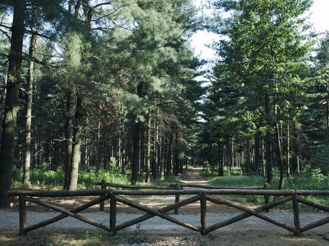 A Lentate Comune senza soldiMesso all’asta un grande bosco