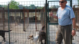 Besana, canile in pericolo:«Aiutatemi a tenerlo aperto»