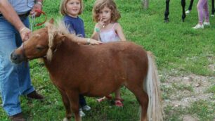 Cavalli e ponya Dalmine